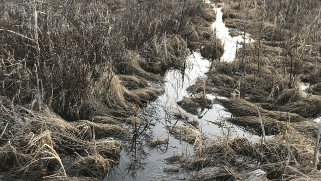 A canal cut by beavers in a tamarack swamp for transport of sticks into deeper water.