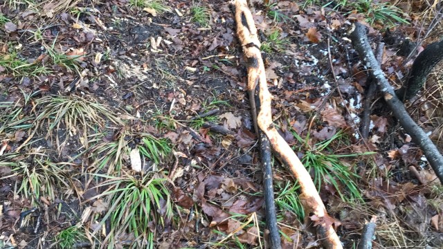 A large beaver stick, from which the beaver ate all the bark