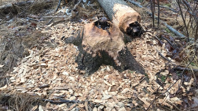 A larger tree with a hollow center that completely broke free when felled by a beaver. The entire area is surrounded by wood chips from the beaver gnawings.
