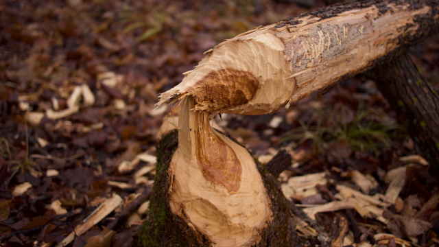 A small tree that fell before it had been completely cut through.