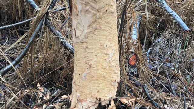A tree whose bark has been systematically removed by a beaver.