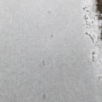 Cat Tracks