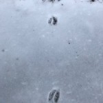 Deer Tracks