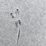 Mouse with Tail