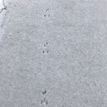 Mouse Tracks
