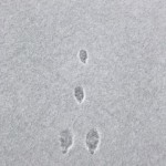 Rabbit Tracks