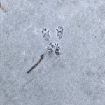 Squirrel Tracks