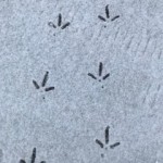 Turkey Tracks