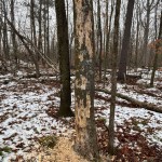 Fig. 3A - A typical pileated woodpecker tree