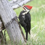 Fig. 4 - A pileated woodpecker (from Wikipedia).
