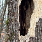 Fig. 6 - A nesting hole.